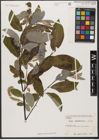 Foto von Salix wallichiana Andersson